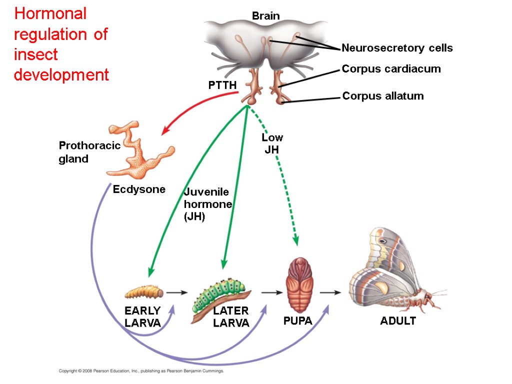 Hormonal regulation of insect development Ecdysone Brain PTTH EARLY LARVA Neurosecretory cells Corpus cardiacum